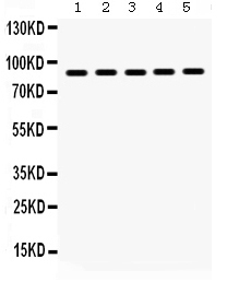1 - Anti-Hsp90 Beta Picoband Antibody ABO12322