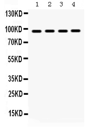 1 - Anti-GRP94 Picoband Antibody ABO12323