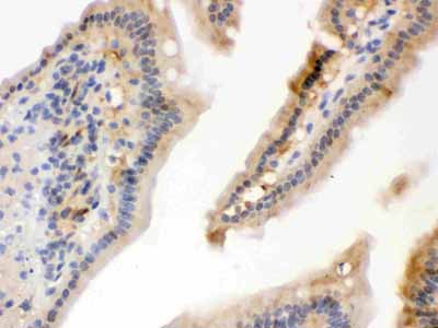 2 - Anti-Hsp70 Picoband Antibody ABO12324