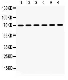 1 - Anti-Hsp70 Picoband Antibody ABO12324