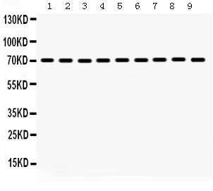 1 - Anti-HSPA2 Picoband Antibody ABO12325