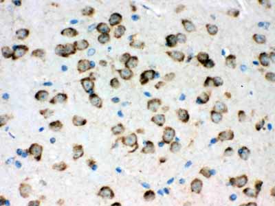 2 - Anti-GRP78 BiP Picoband Antibody ABO12326