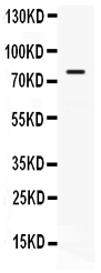 1 - Anti-GRP78 BiP Picoband Antibody ABO12326