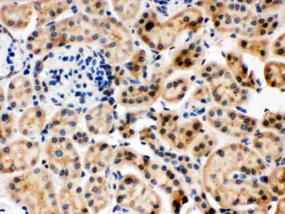 2 - Anti-Hsc70 Picoband Antibody ABO12327
