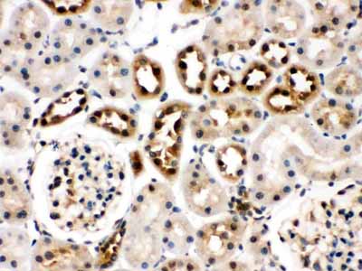 2 - Anti-Hsc70 Picoband Antibody ABO12327