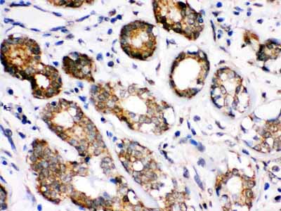 2 - Anti-Hsc70 Picoband Antibody ABO12327