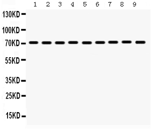1 - Anti-Hsc70 Picoband Antibody ABO12327