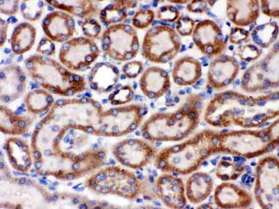 2 - Anti-Grp75 Picoband Antibody ABO12328