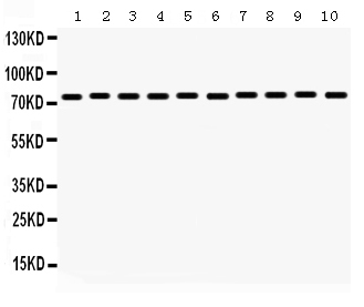 1 - Anti-Grp75 Picoband Antibody ABO12328
