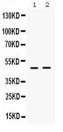 1 - Anti-ING1 Picoband Antibody ABO12330