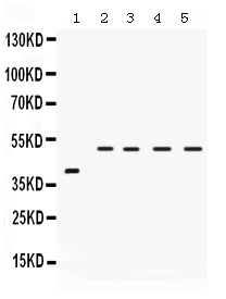 1 - Anti-IRF2 Picoband Antibody ABO12331
