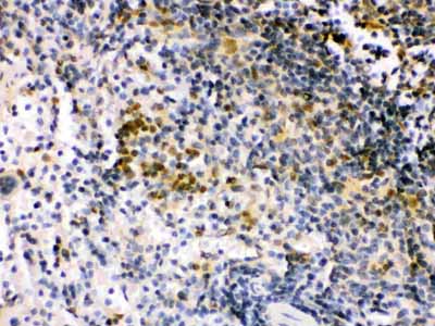 2 - Anti-IRF5 Picoband Antibody ABO12332