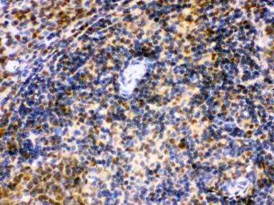 2 - Anti-IRF5 Picoband Antibody ABO12332