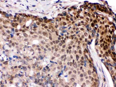 2 - Anti-IRF5 Picoband Antibody ABO12332