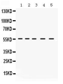 1 - Anti-IRF5 Picoband Antibody ABO12332