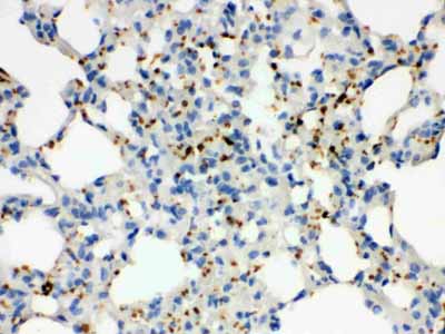 2 - Anti-ITGA2B Picoband Antibody ABO12333