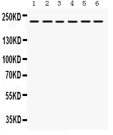 1 - Anti-Integrin Alpha 4 Picoband Antibody ABO12334