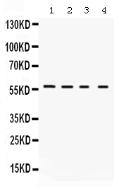 1 - Anti-Kv1.2 Picoband Antibody ABO12335