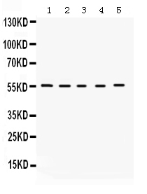 1 - Anti-KCNA3 Picoband Antibody ABO12336