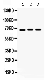 1 - Anti-KCNA5 Picoband Antibody ABO12337