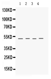 1 - Anti-Keratocan Picoband Antibody ABO12339