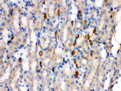 2 - Anti-Kininogen-1/KNG1 Antibody ABO12341
