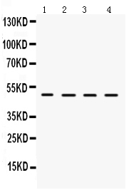 1 - Anti-LCAT Picoband Antibody ABO12343