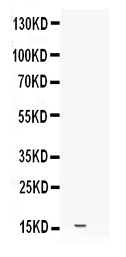1 - Anti-Leptin Picoband Antibody ABO12344