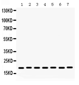 1 - Anti-Lysozyme Picoband Antibody ABO12349