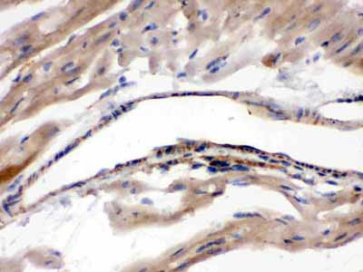 2 - Anti-MAOA Picoband Antibody ABO12350