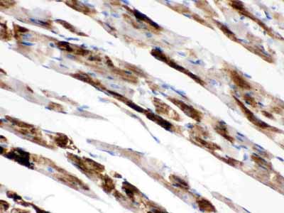2 - Anti-MAOA Picoband Antibody ABO12350