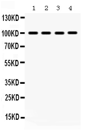1 - Anti-MAPK6 Picoband Antibody ABO12352