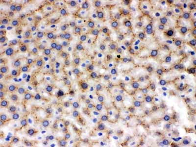 2 - Anti-MMP-9 Antibody ABO12355