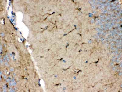 2 - Anti-NDRG2 Picoband Antibody ABO12358