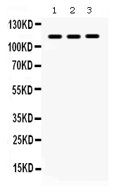 1 - Anti-CARD12 Picoband Antibody ABO12359