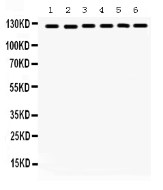 1 - Anti-FAK Picoband Antibody ABO12360