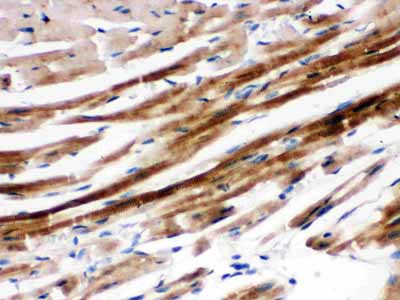2 - Anti-SHP2 Picoband Antibody ABO12361