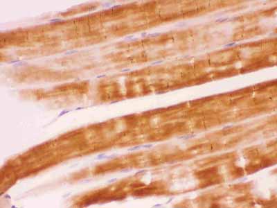2 - Anti-SHP2 Picoband Antibody ABO12361