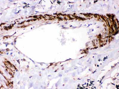 2 - Anti-SHP2 Picoband Antibody ABO12361