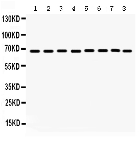 1 - Anti-SHP2 Picoband Antibody ABO12361