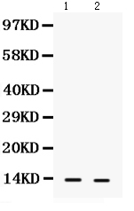 1 - Anti-S100A9 Picoband Antibody ABO12363