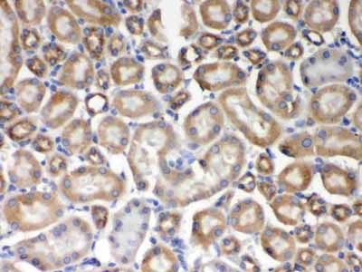 2 - Anti-AIM2 Picoband Antibody ABO12369