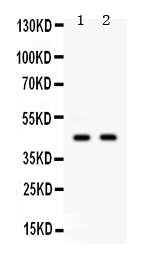 1 - Anti-AIM2 Picoband Antibody ABO12369