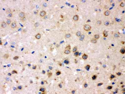 2 - Anti-FE65 Picoband Antibody ABO12370