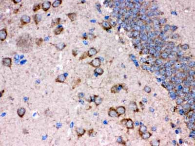 2 - Anti-FE65 Picoband Antibody ABO12370