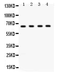 1 - Anti-FE65 Picoband Antibody ABO12370