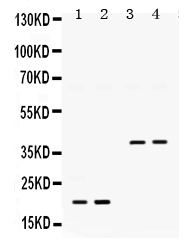 1 - Anti-BMP-2 Antibody ABO12373
