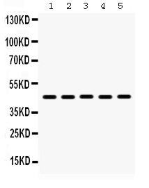 1 - Anti-BMP-4 Antibody ABO12374