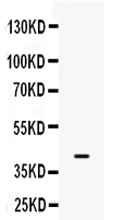 1 - Anti-BMP6 Picoband Antibody ABO12376