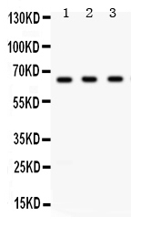 1 - Anti-Chk2 Picoband Antibody ABO12378